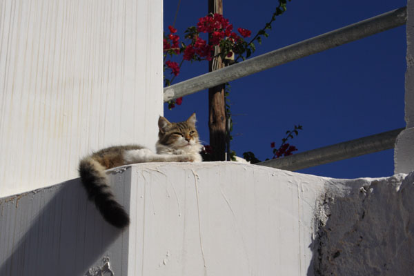 En kat nyder overblikket i Platanos