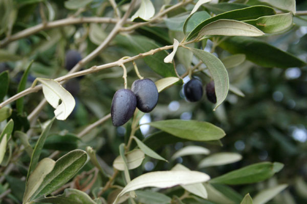 Oliven p&aring; Leros