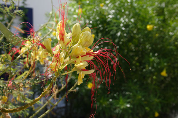 Blomst p� Leros