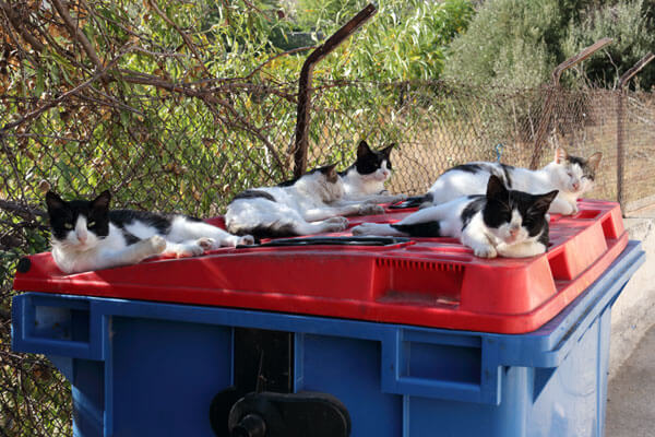 Katte p� affaldscontainer