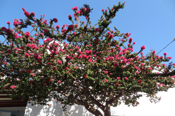 Blomstrende tr�