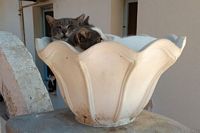 Katte i krukke