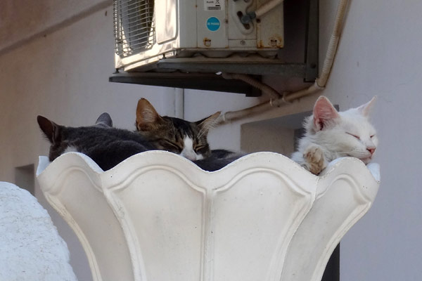 Katte holder siesta i blomsterkumme
