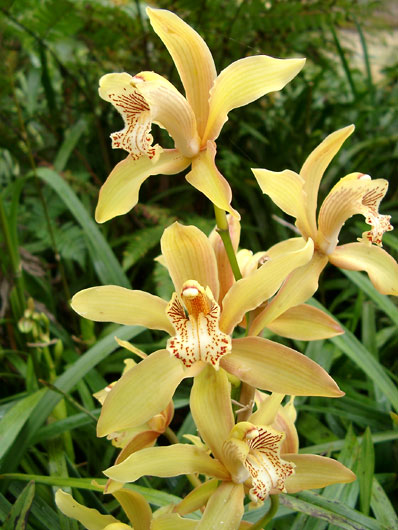 Orchid in Funchal's botanical garden.