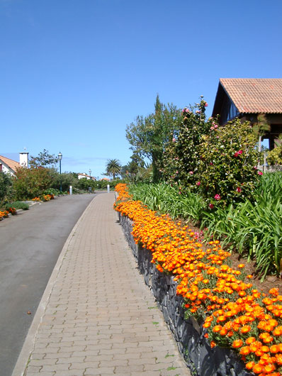Vej med blomster n&aelig;r Santana p&aring; Madeira.