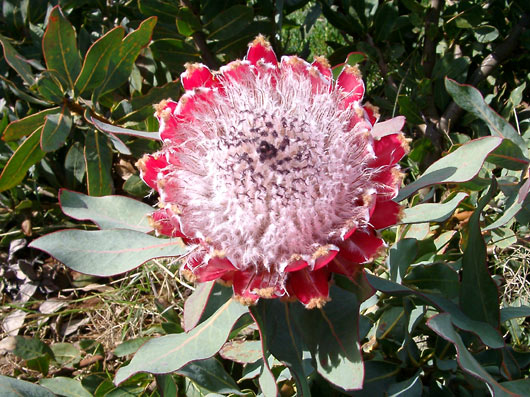 Blomst p&aring; Madeira