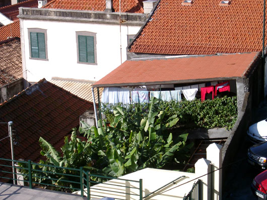 Bananer i baghaven