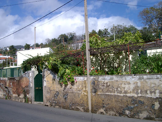 Frodige baghaver i Funchal