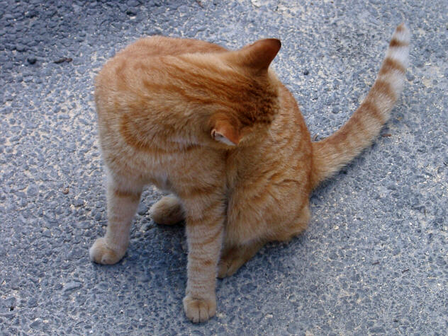 Maltesisk kat i Sliema