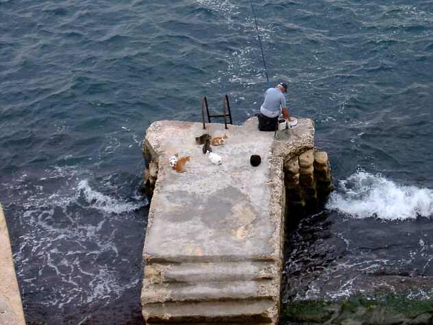 Katte venter p&aring; fangst