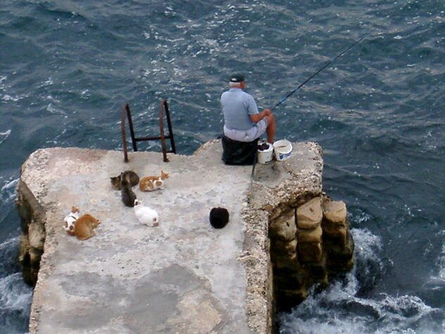 Syv katte venter p&aring; fangst