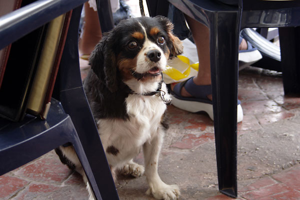 Dog at Tony's Bar