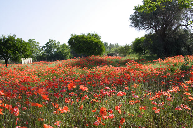 Mark med blodr&oslash;de valmuer i Pompeii