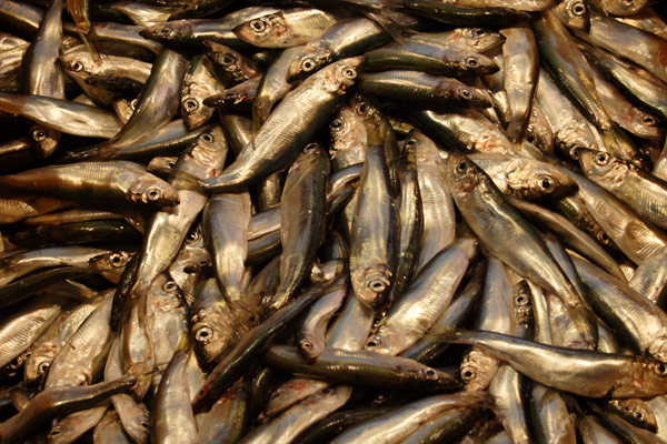 Sm&aring;fisk i kassevis