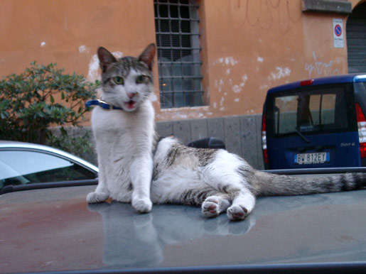 Cat on a car roof in Trastevere
