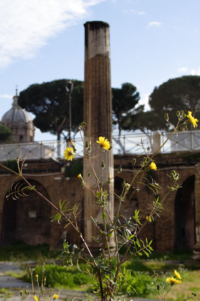 Blomst og søjle på Trajans Markeder