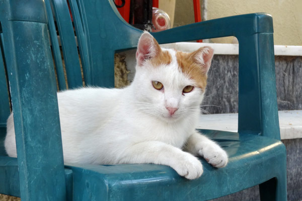 Hvid kat p&aring; Samos