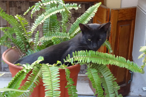 Kat i blomsterkrukke