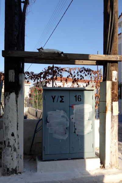 Kan du finde katten?