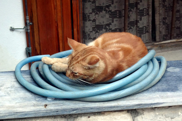 Sammenrullet kat p&aring; sammenrullet vandslange