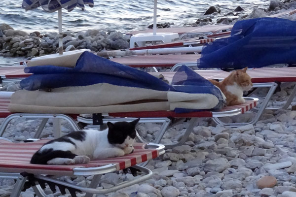 Katte p&aring; solsenge