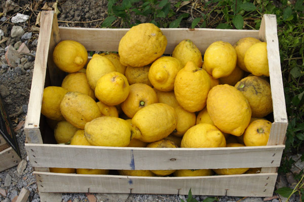 Citronh&oslash;st p&aring; Sicilien