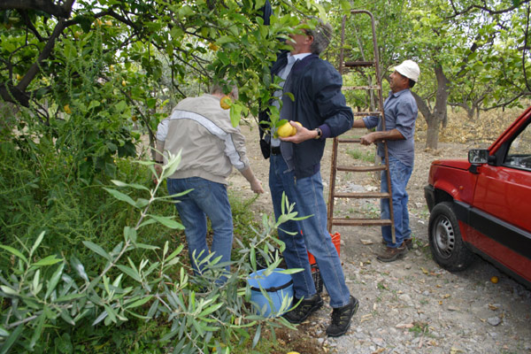 Citronplukkere for en stund