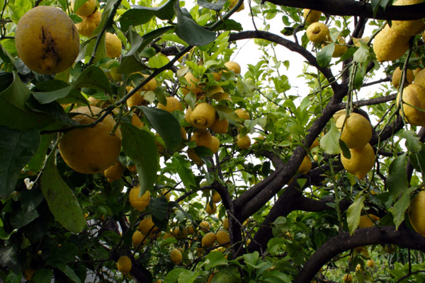 Citrontr&aelig; p&aring; Sicilien