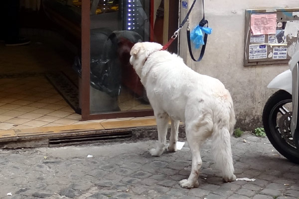 Hund spejler sig i rude