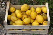 Citronh&oslash;st p&aring; Sicilien