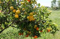 Appelsintr� Sicilien