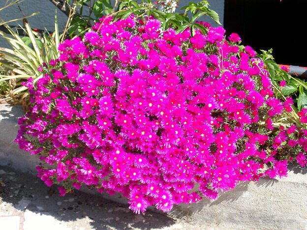 Blomster udenfor restaurant La Cambusa