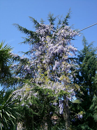 Blooming Tree in Randazzo