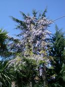 Blooming tree in Randazzo