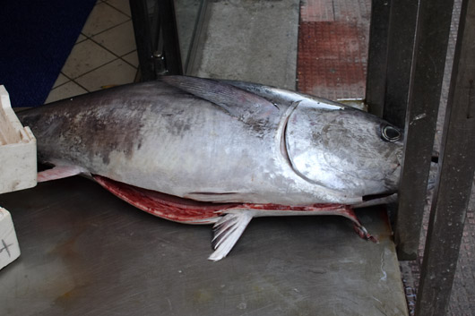 Tunfisk i Giardini Naxos, Sicilien