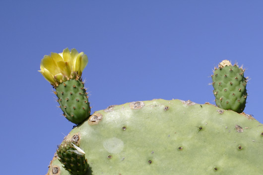 Blomstrende figenkaktus i Giardini Naxos