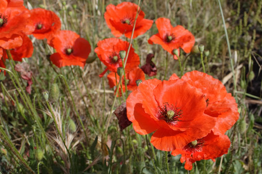 Valmuer p&aring; Sicilien