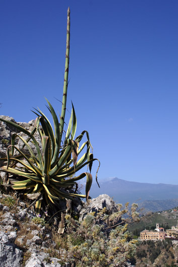 Agave og Etna set fra det gr&aelig;ske teater i Taormina