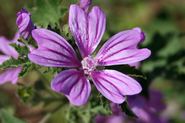 Lilla strandblomst