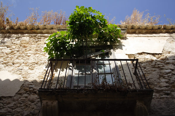 Figentr&aelig; vokser ud af vindue