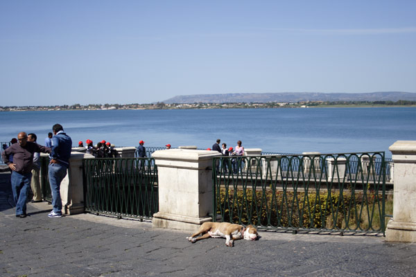 Hund ved Fonte Aretusa i Siracusa