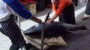 Tunfisk p&aring; vej til fiskehandleren