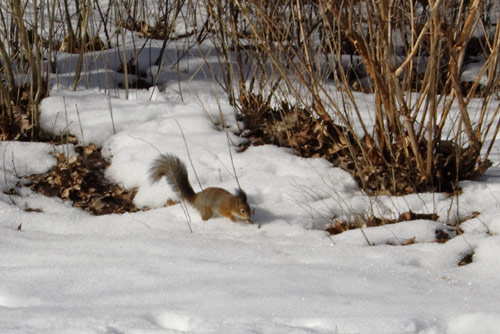 Squirrel in Kadriorg Park