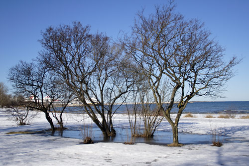Trees in frozen meltwater