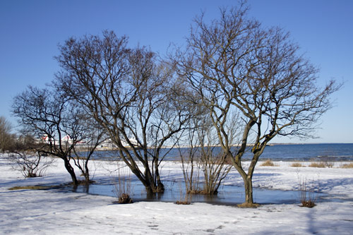 Tr&aelig;er i frosset smeltevand