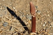 Livskraft - blomsterspire p&aring; Telendos