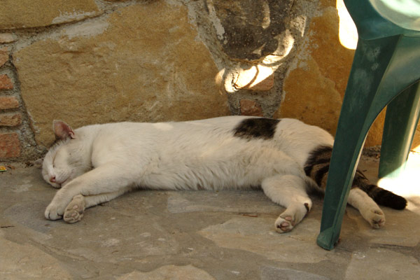 Kattesiesta