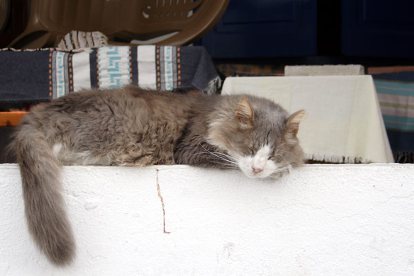 Sovende kat p&aring; mur