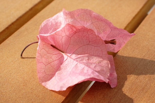 Bougainvillea nedfaldsblomst