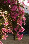 Blomster p&aring; Telendos
